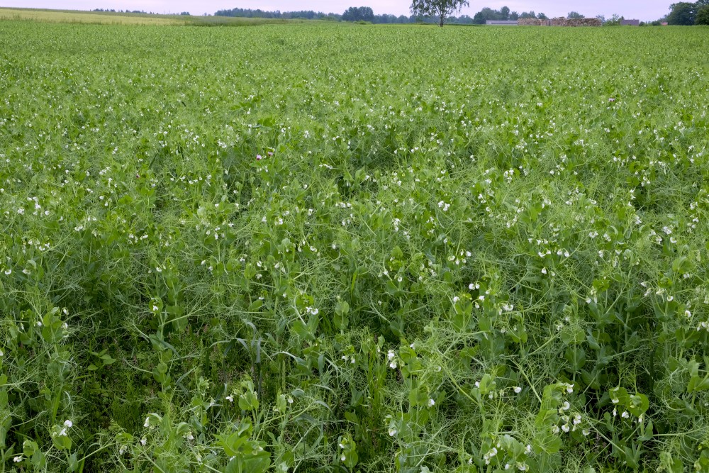 Pea Field