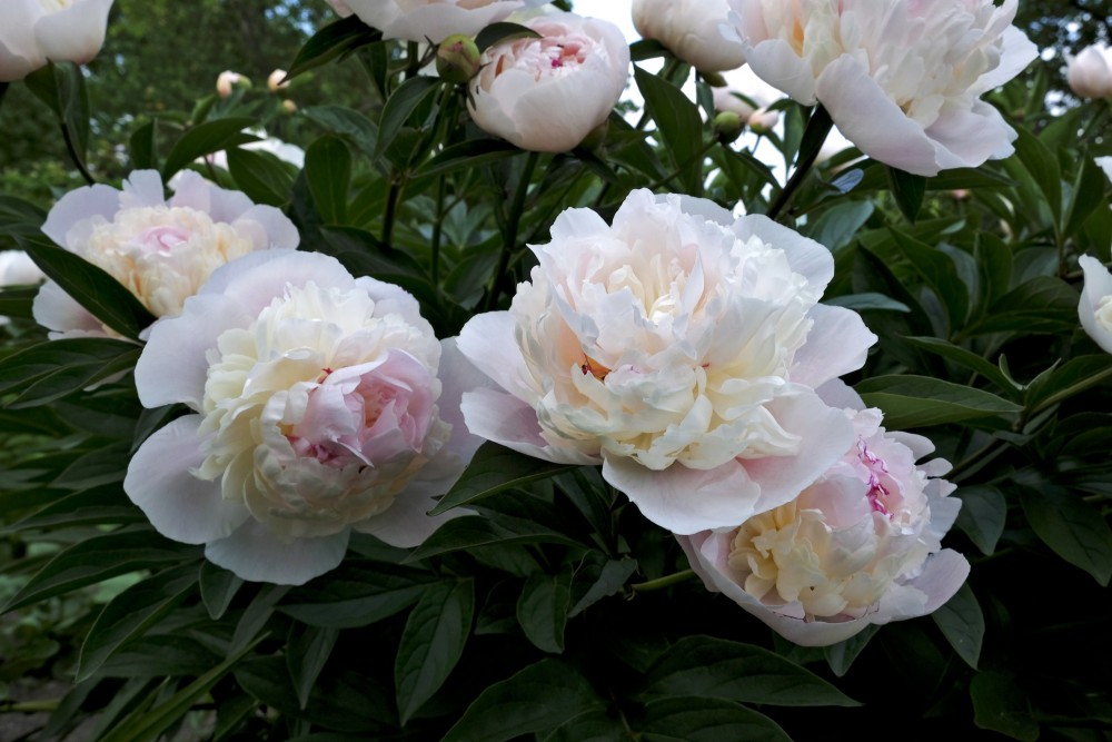 Paeony