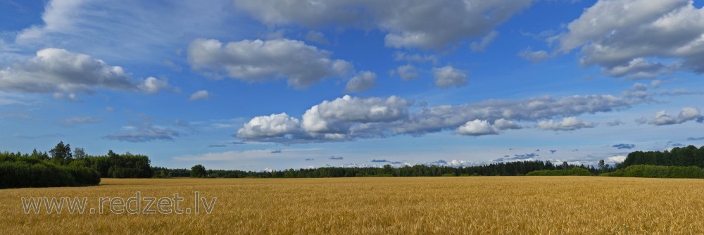 Miežu lauka panorāma un gubumākoņi