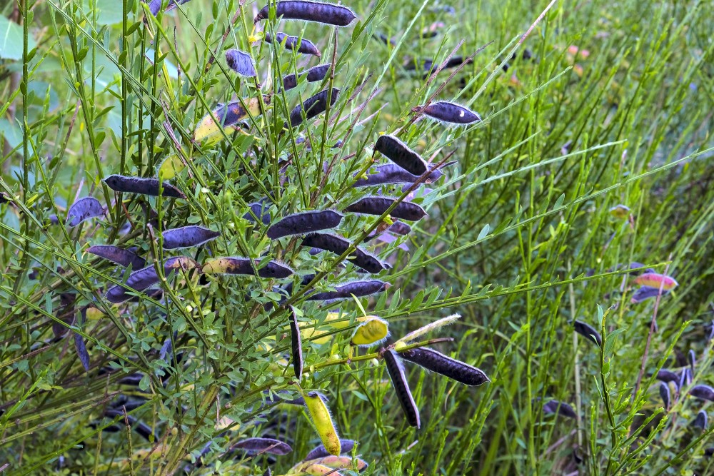 Parastā slotzara augļi Parastā slotzara augļi