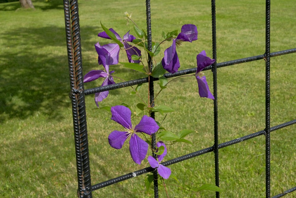 Violetais mežvītenis