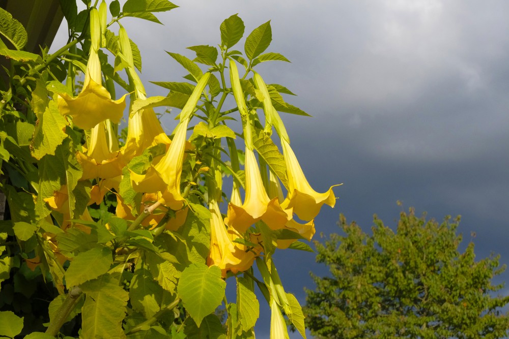 Yellow Angel Trumpet