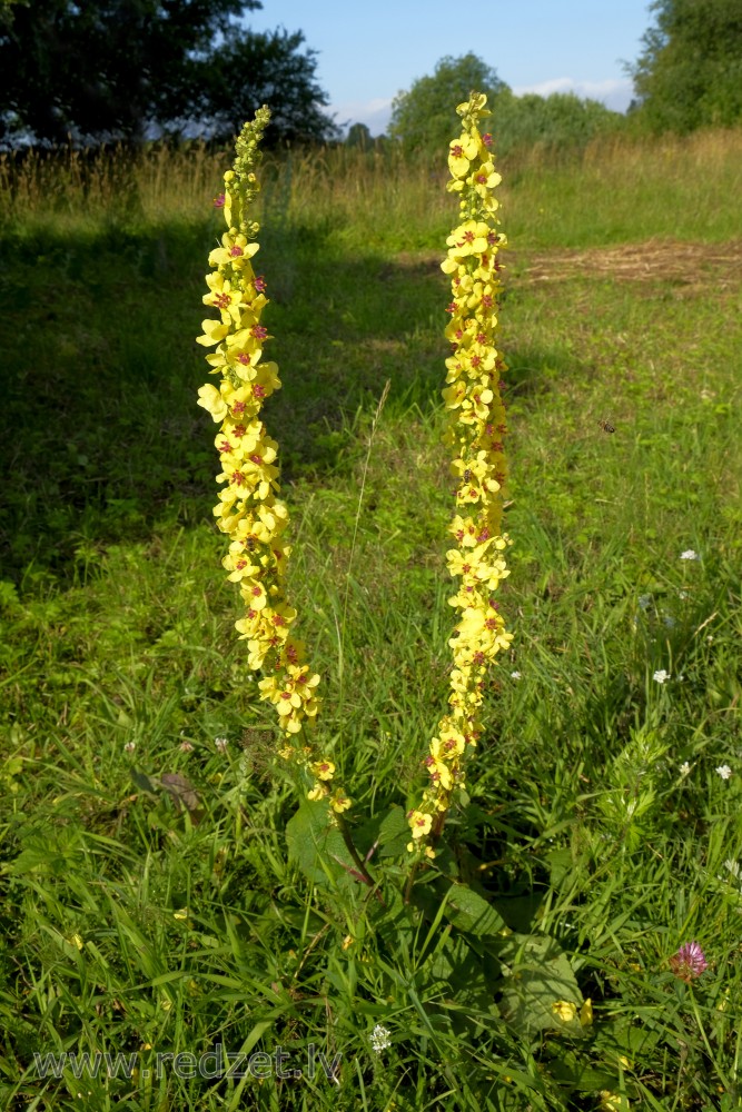Black mullein