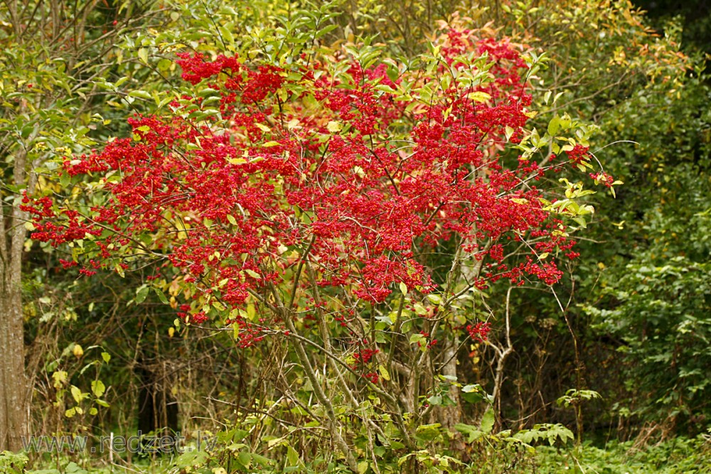 Eiropas segliņš (Euonymus europaea)