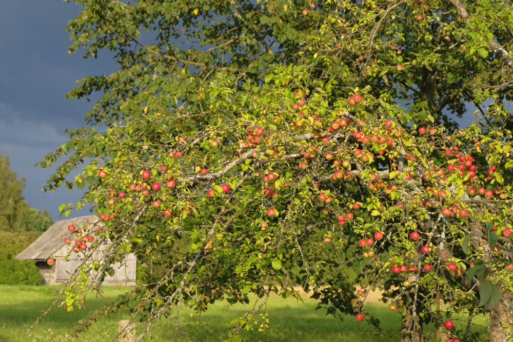 Apple Tree 'Cukuriņš' before Thunderstorm