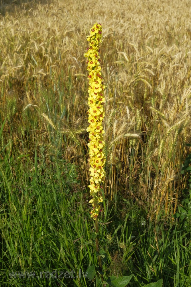 Melnais deviņvīruspēks