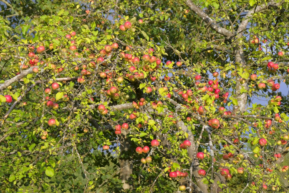 Rich Apple Harvest