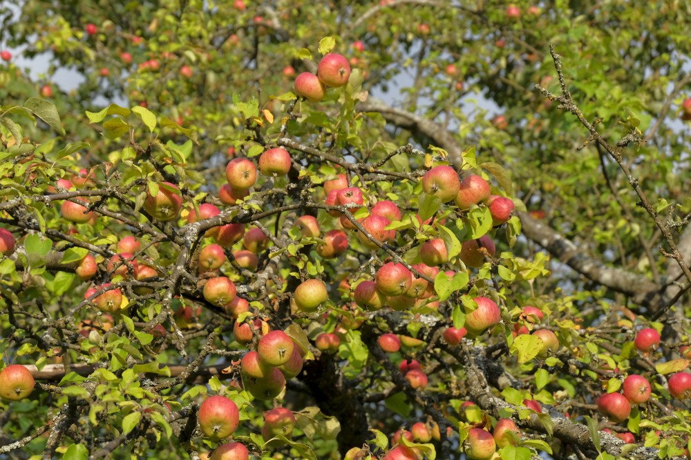 Apples of Apple Tree 'Cukuriņš'