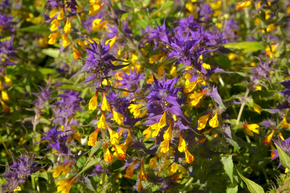 Birztalas nārbulis tuvplānā