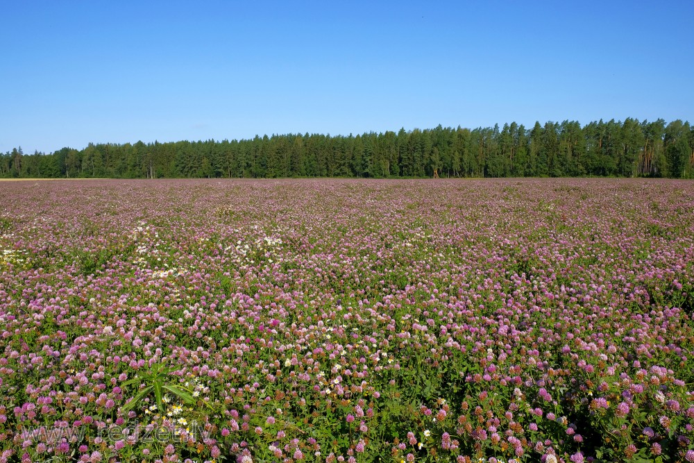 Red Clover Field