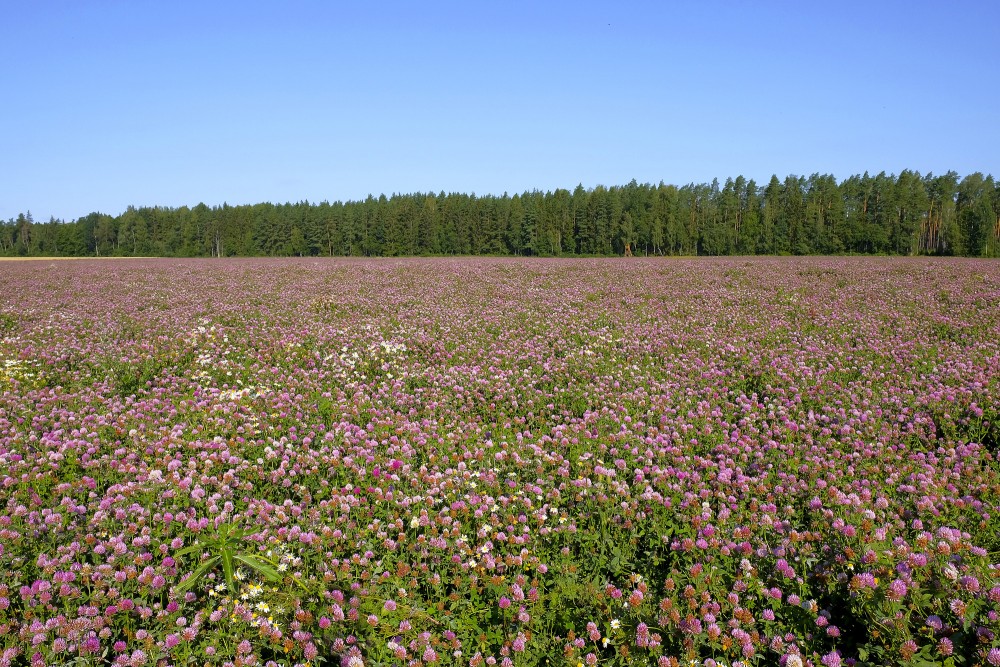Pļavas āboliņa lauks