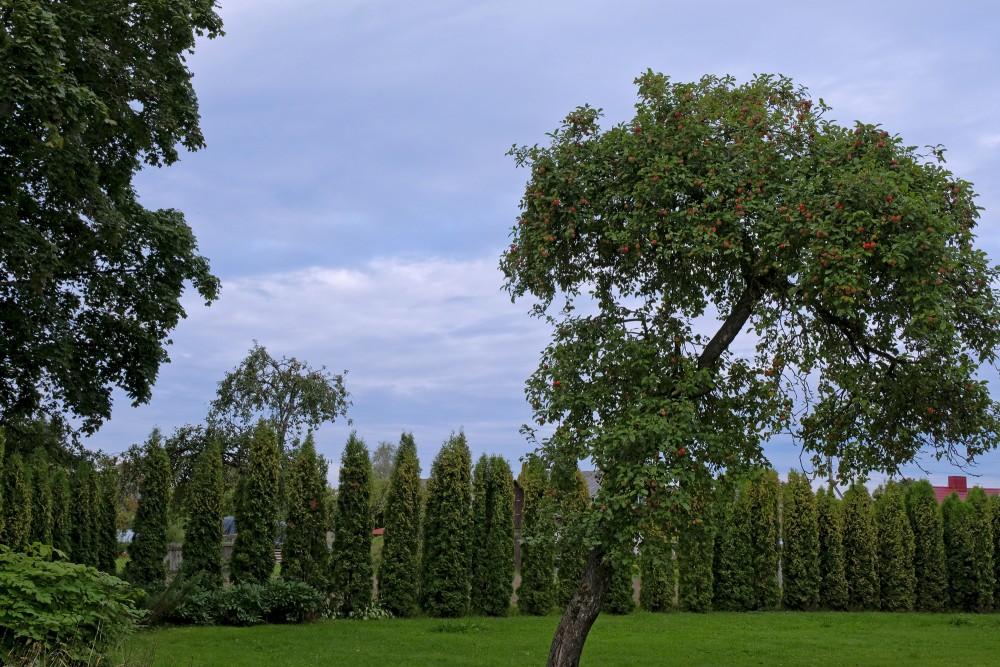 Ābele un tūju dzīvžogs