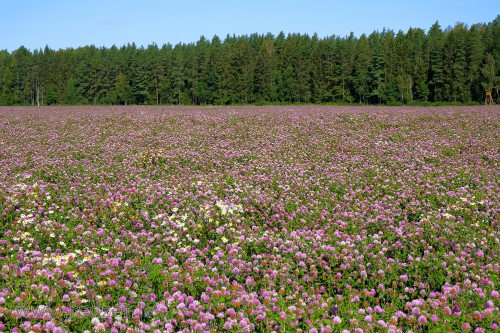 Red Clover Field