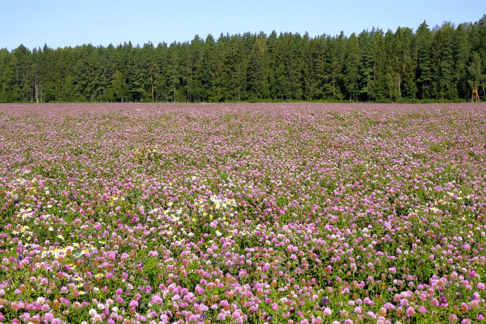 Ainava ar Pļavas āboliņa lauku Ainava ar Pļavas āboliņa lauku