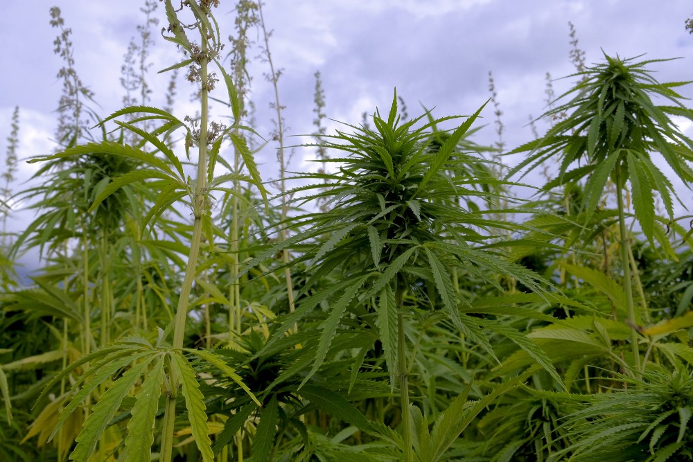 Sējas kaņepe (Cannabis sativa)