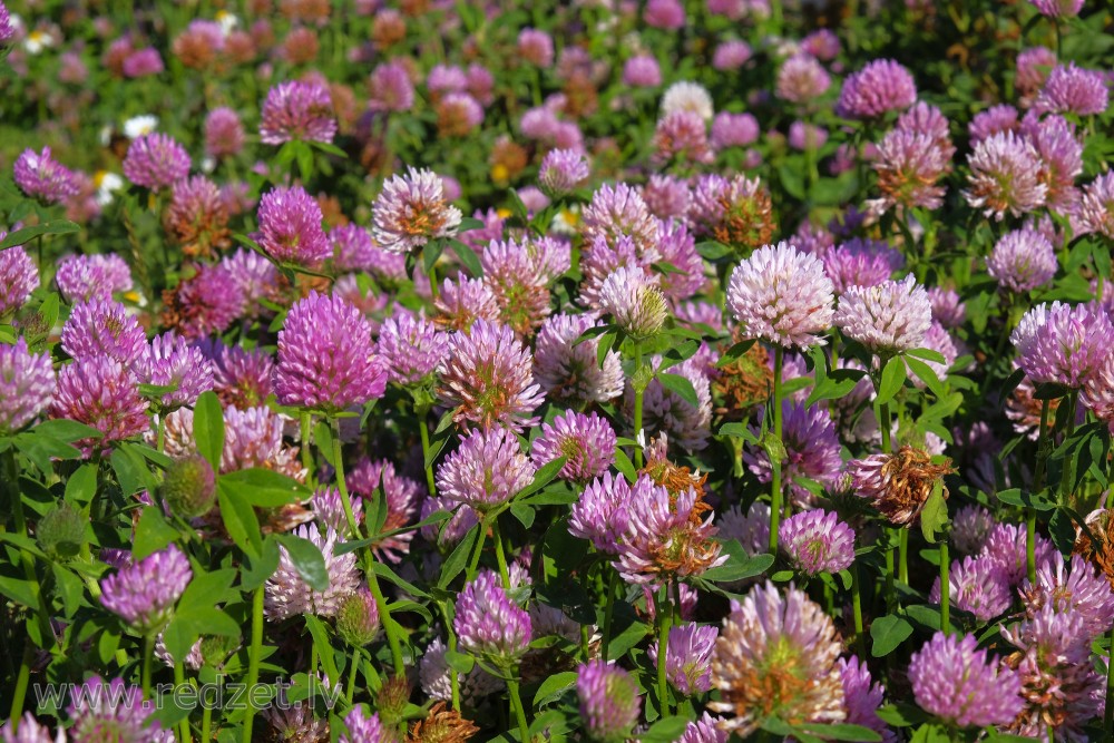 Red Clover