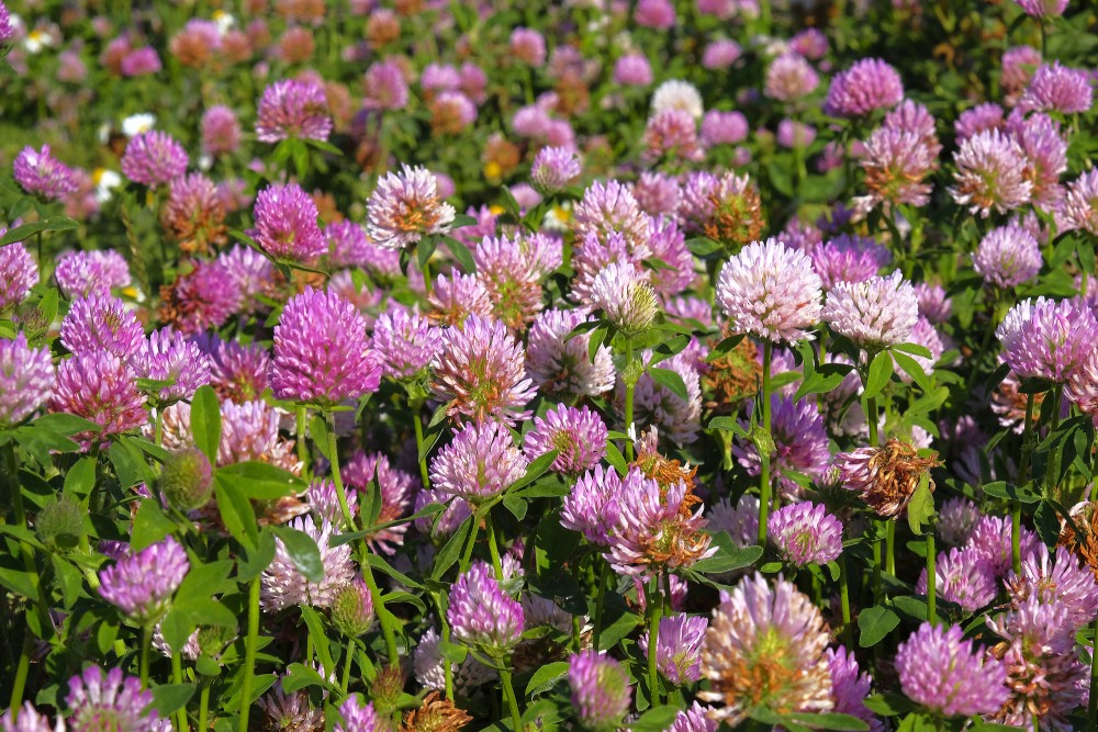 Pļavas āboliņš tuvplānā