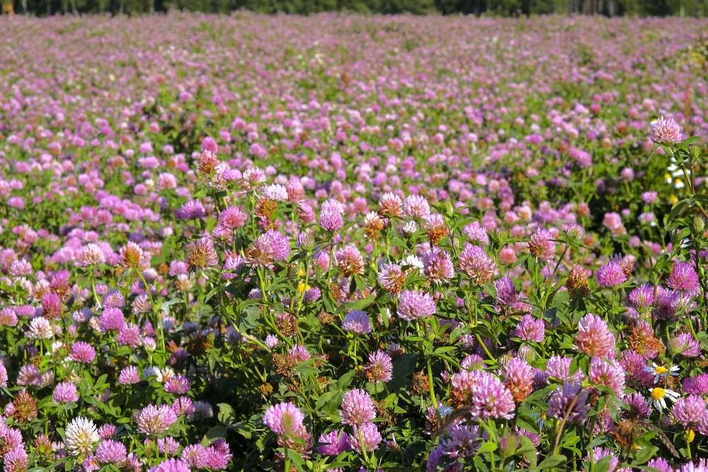 Pļavas āboliņš Pļavas āboliņš