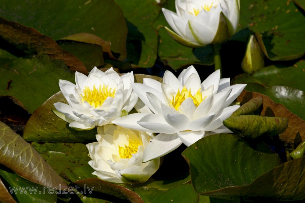 European white water lily
