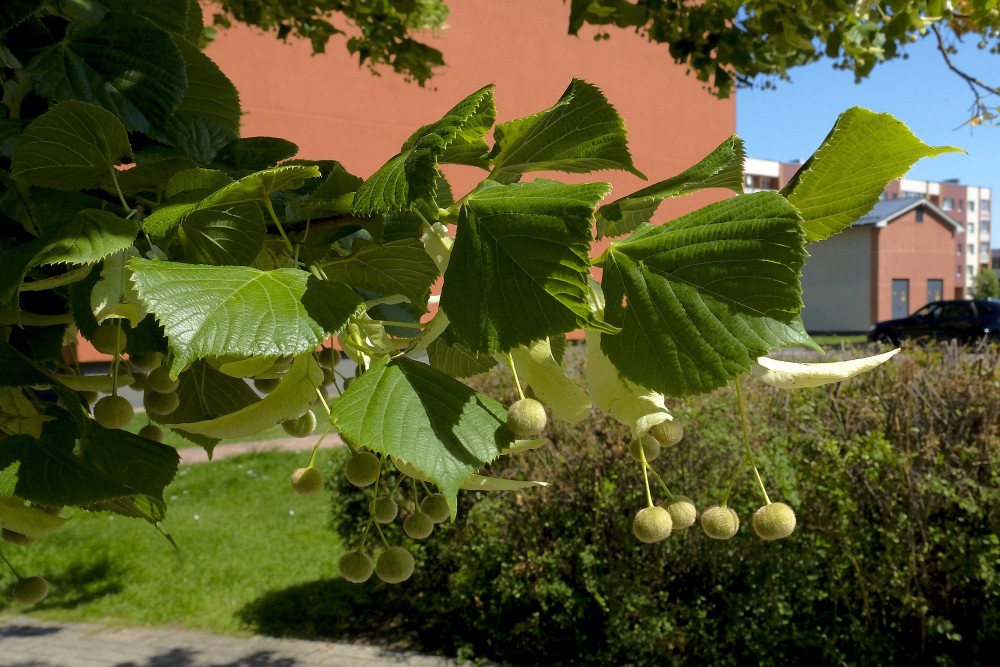 Liepas auglis - riekstiņš