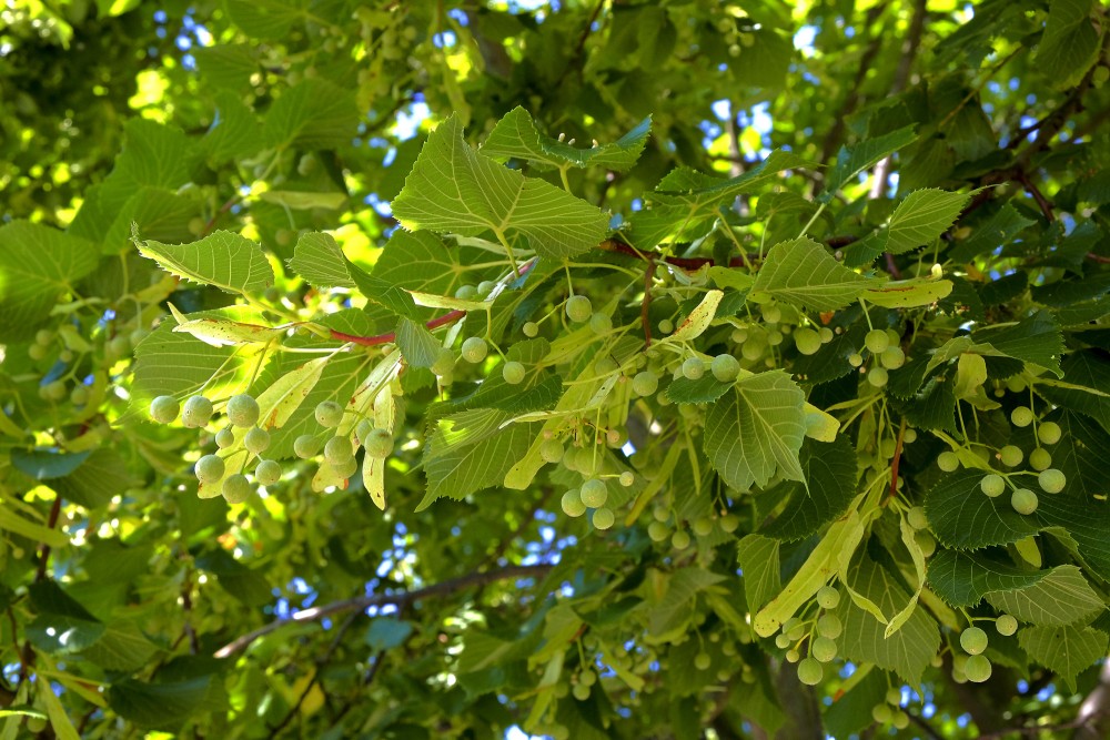 Liepziedi un liepu augļi