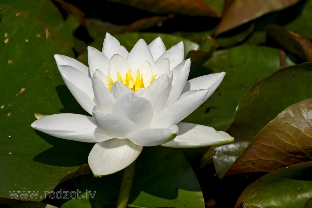 European white water lily