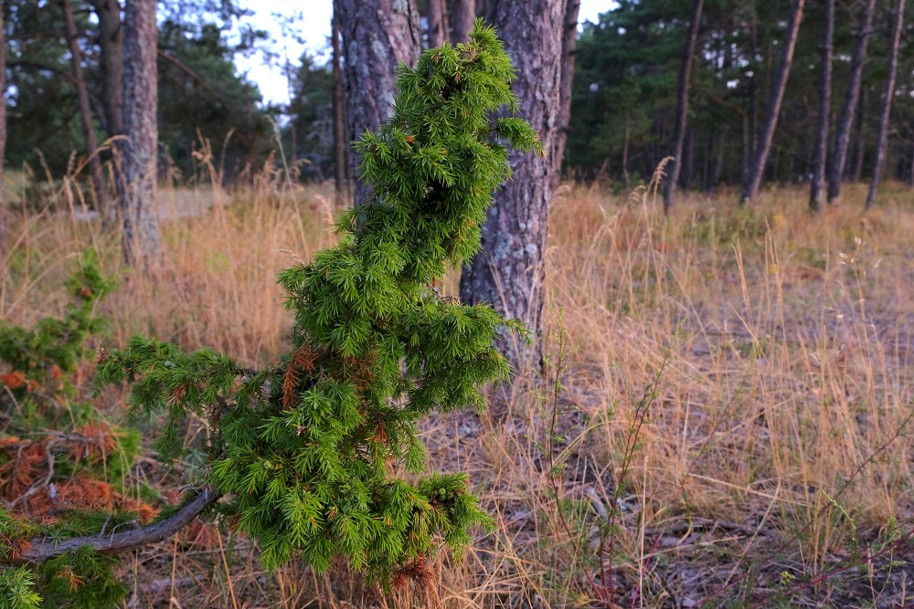 Kadiķis (Juniperus communis)