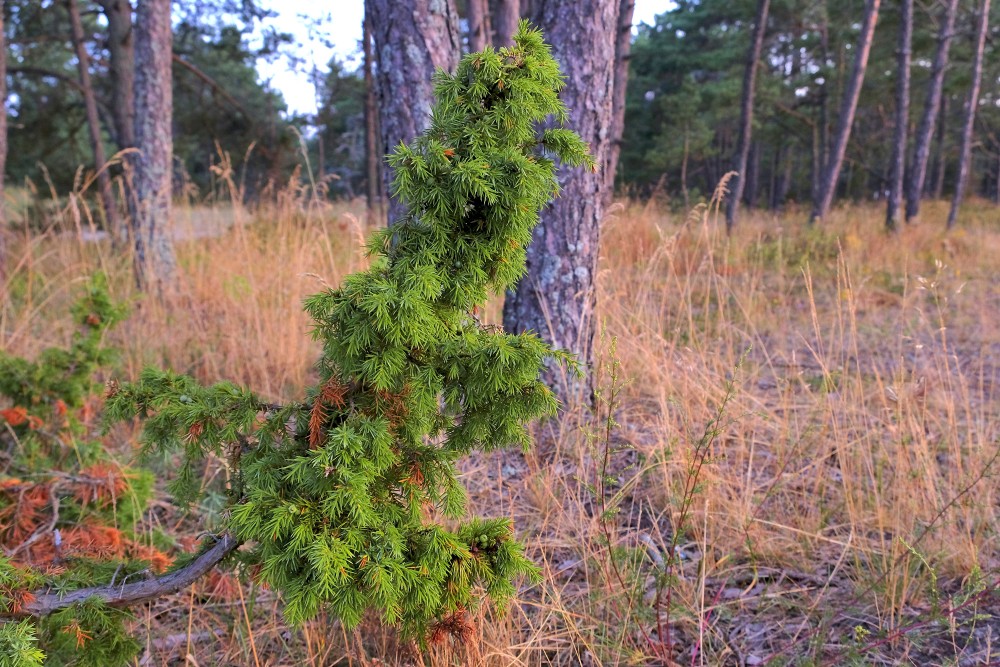 Kadiķis (Juniperus communis) Kadiķis (Juniperus communis)