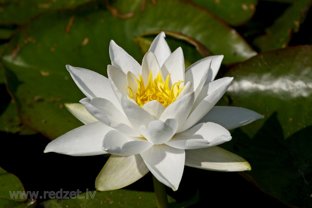 White nenuphar