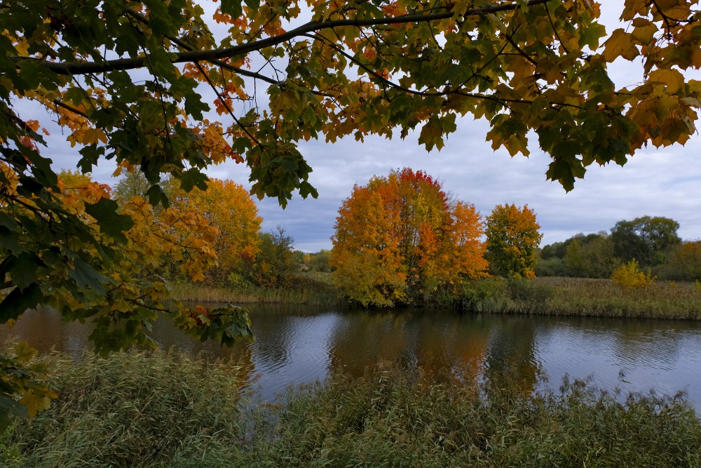 Kļavas rudens krāsās Driksas krastā