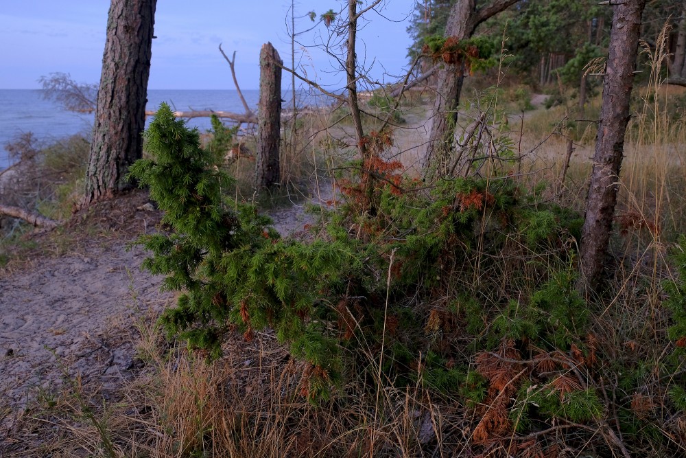 Juniper by the Sea