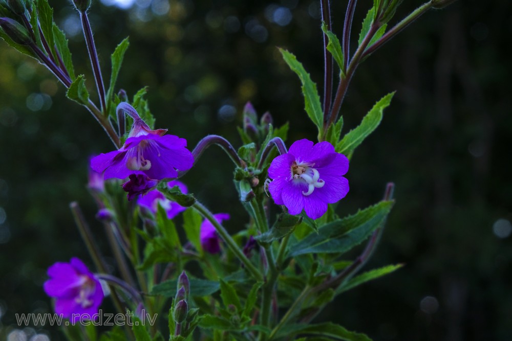 Great willowherb