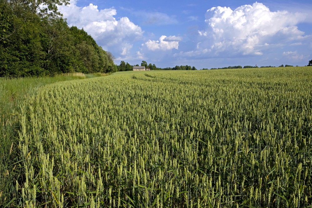 Kviešu lauks, ainava