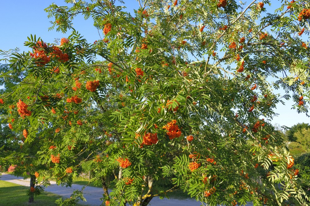 Jauns pīlādža koks