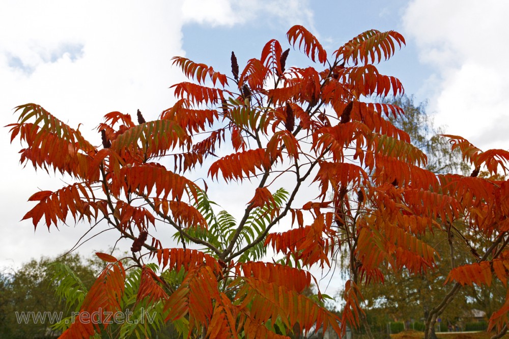 Etiķkoks (Rhus typhina)