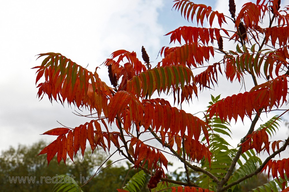 Etiķkoks (Rhus typhina)