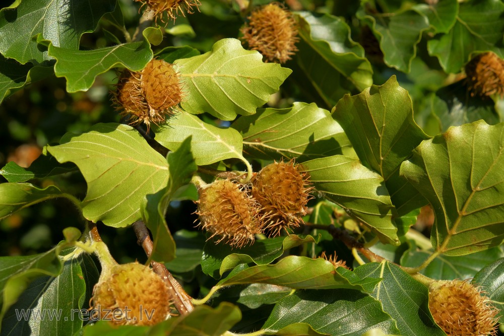 Common Beech Fruits