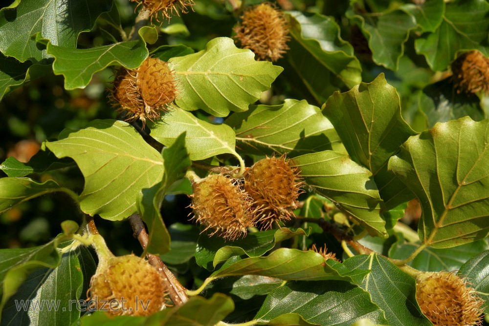 Common Beech Fruits