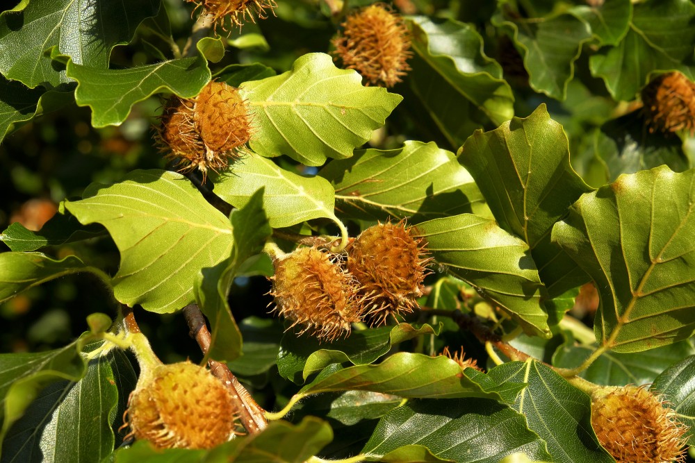 Dižskābārža augļi