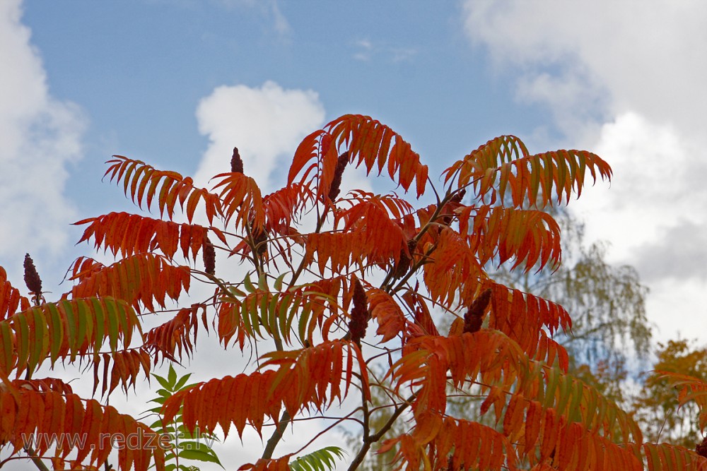 Etiķkoks (Rhus typhina)