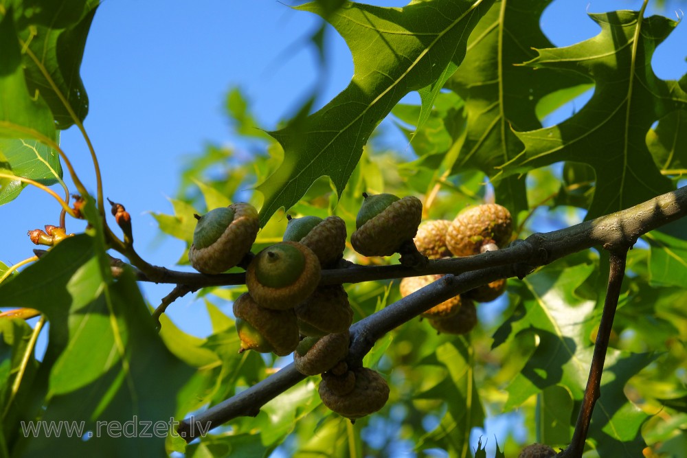 Red Oak Acorns