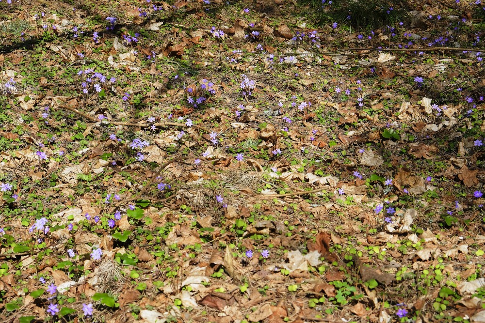Kidneywort in the Forest Glade