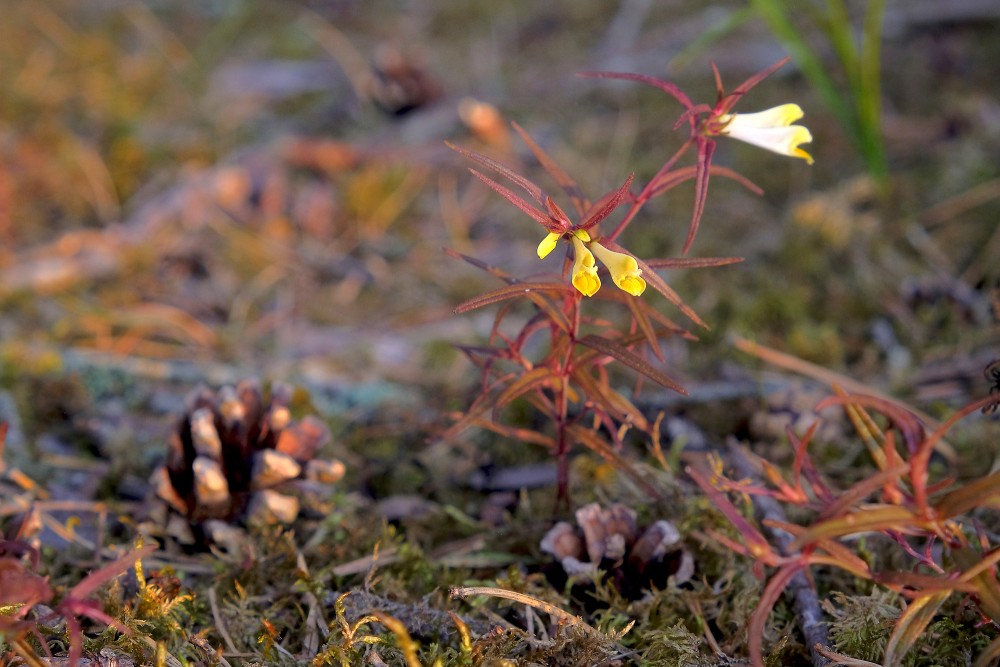 Pļavas nārbulis Pļavas nārbulis
