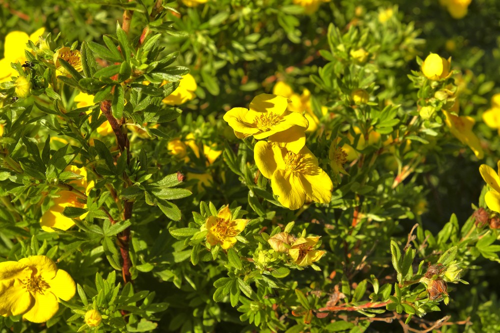 Klinšrozītes Klinšrozītes