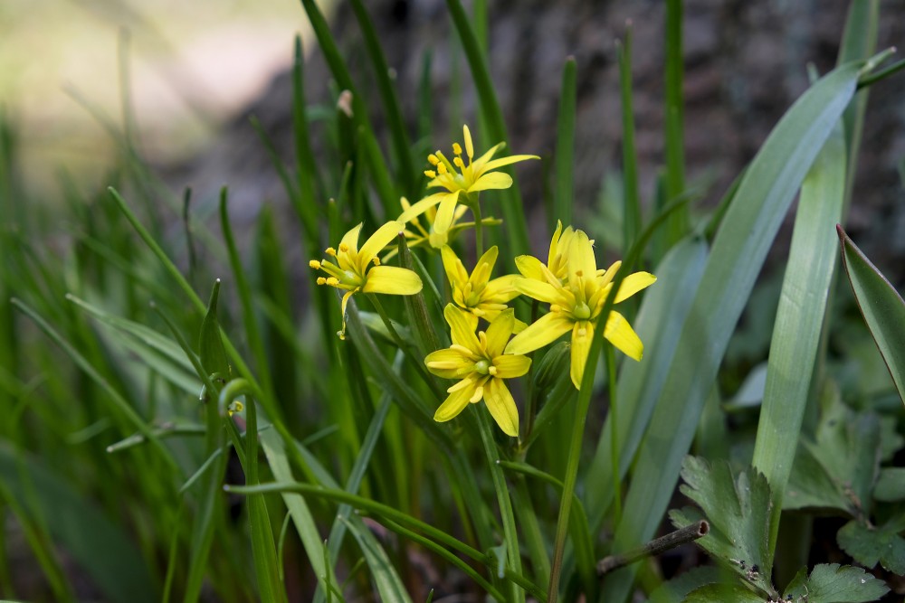 Gagea lutea (Yellow star-of-Bethlehem)
