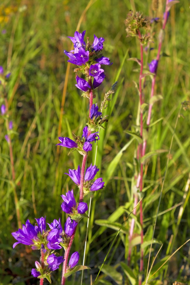 Kamolainā pulkstenīte
