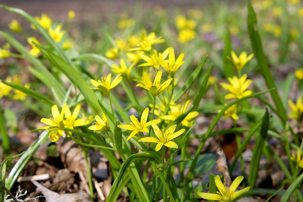Yellow star-of-Bethlehem