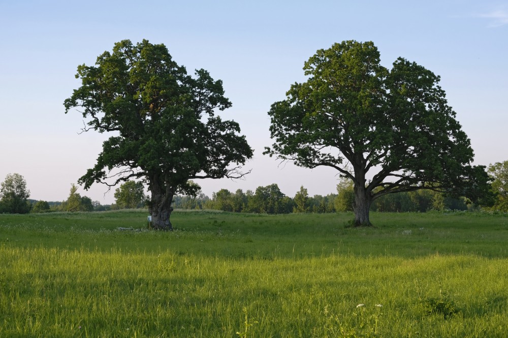 Vālēni Oaks