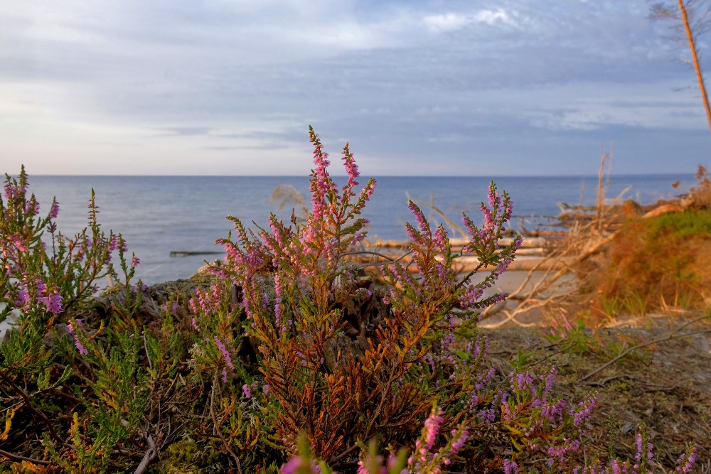 Heather by the Sea
