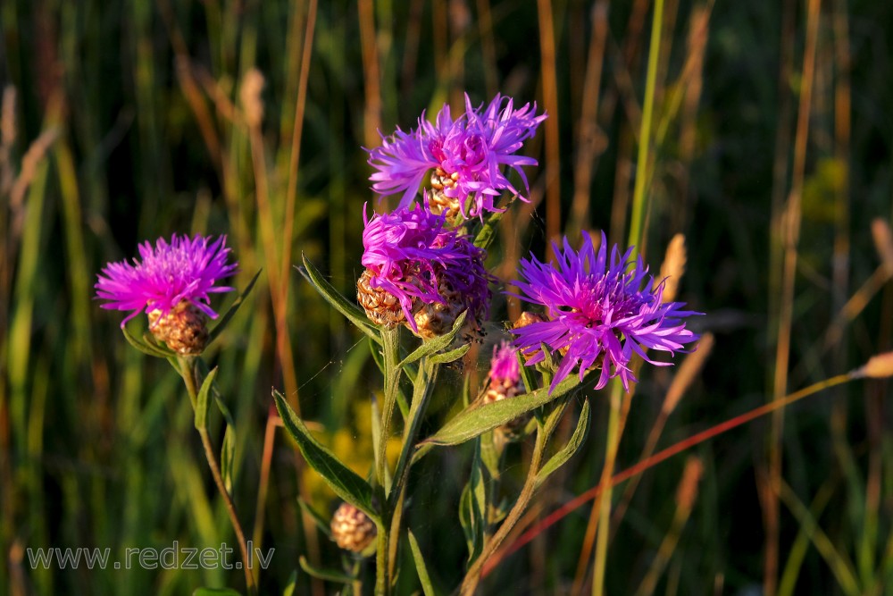 Brown knapweed